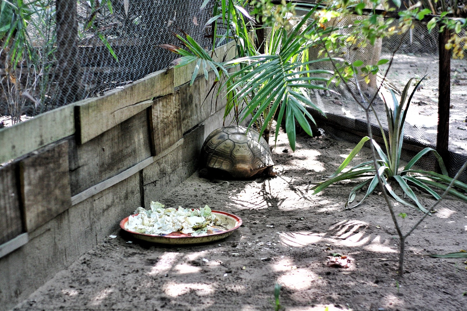 Tortoise in his habitat at the lufasi park in Lagos