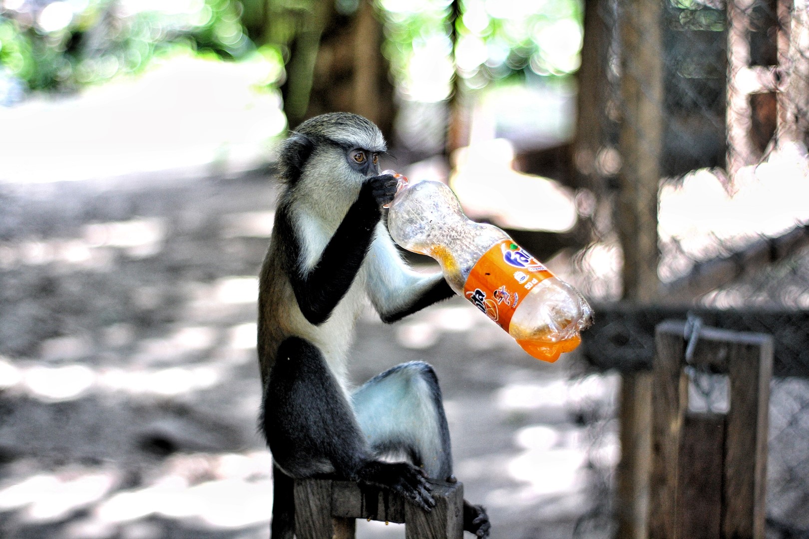 Monkey at the lufasi park in lekki drinking a bottle of fanta