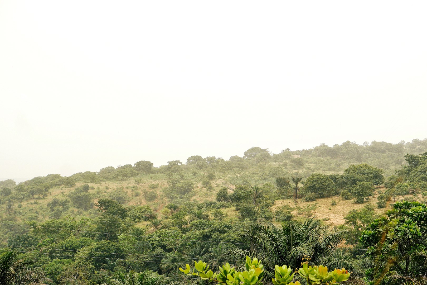 Ngwo forest in Enugu