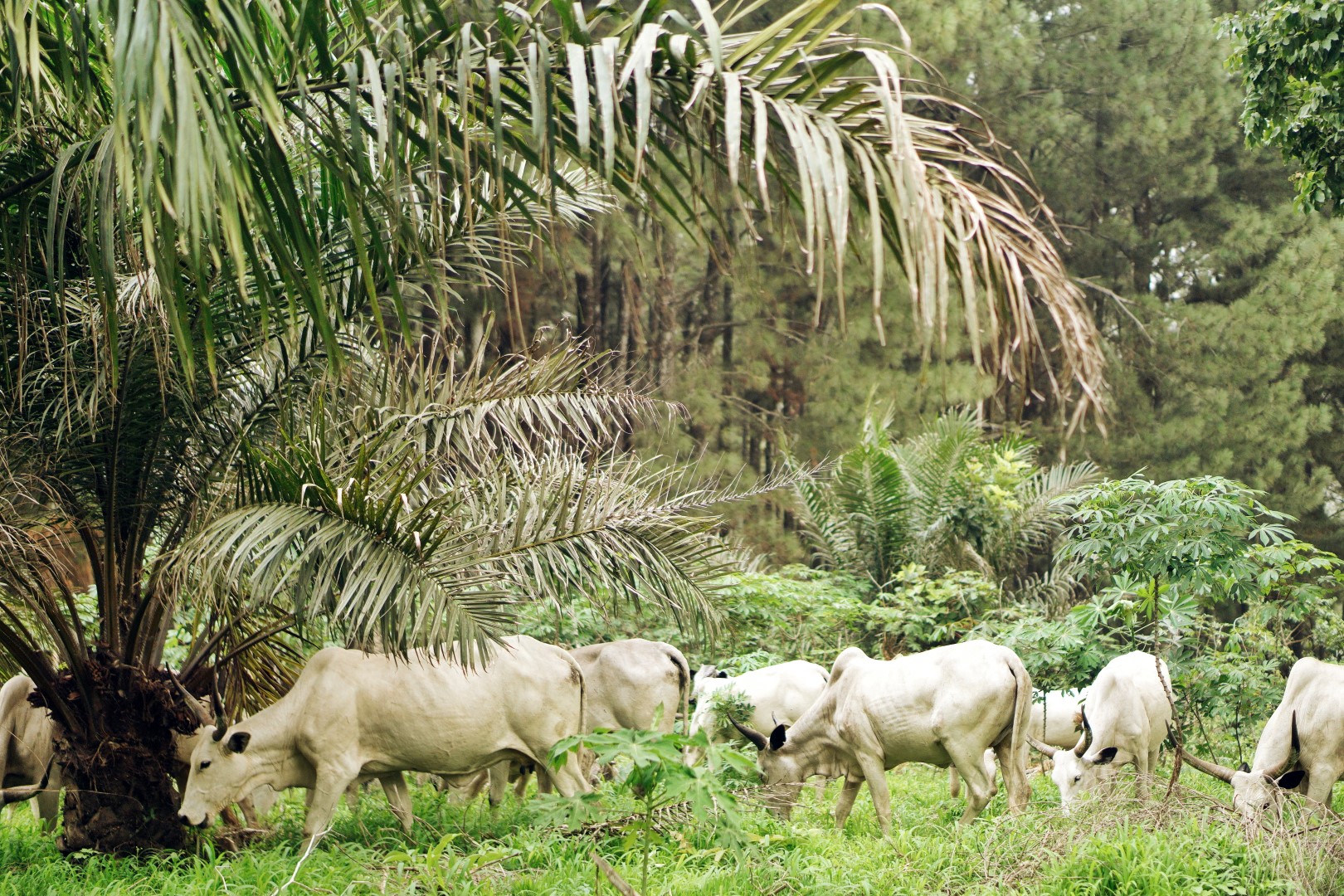 cows and herdsman at Ngwo pine forest in Enugu