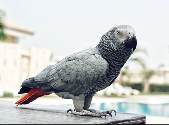 Koko the parrot at fraser suites abuja