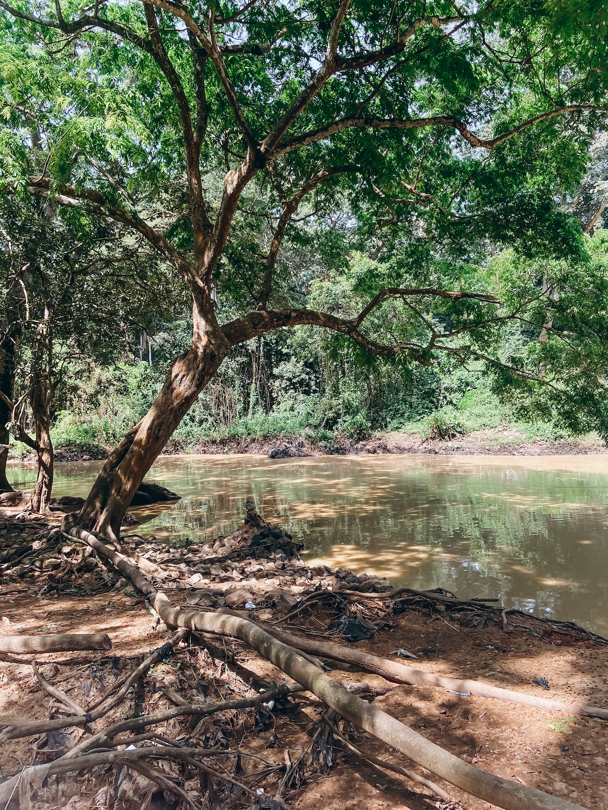 The river at the osun osogbo grove